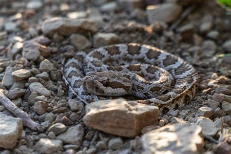 Baby Diamondback Rattlesnake Stock Photos, Pictures & Royalty-Free ...