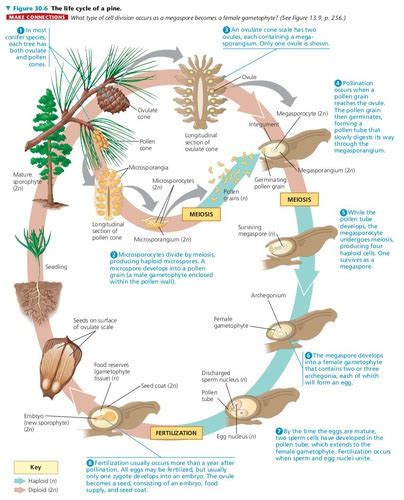 Gymnosperms Ch Flashcards Quizlet