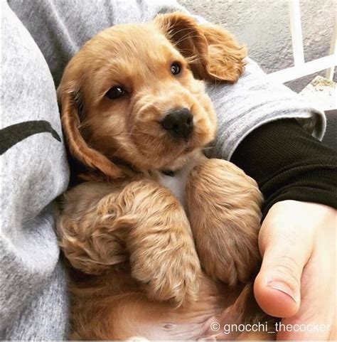 Me Gusta Comentarios Cocker Spaniel Cocker Spaniel En