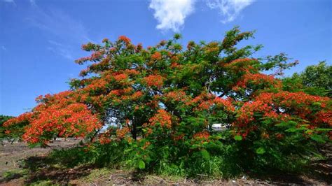 10 imágenes que resaltan la belleza del árbol de Fuego que florece en