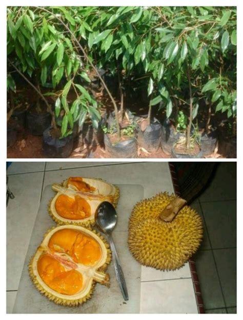 Tanam Durian Dalam Pasu Lelaki Ini Buktikan Pokok Durian Musang King