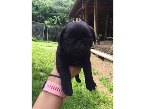 Pug puppies for adoption New Castle - Puppies for Sale Near Me