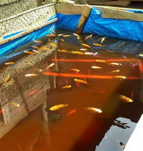 Ternak Ikan Nila Dengan Terpal Dijamin Berhasil – Hobinatang