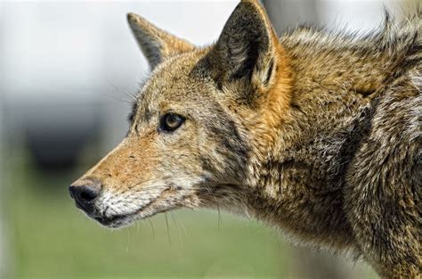 A Coyote Watches For Prey As It Hunts In The The Great Smoky Mountains