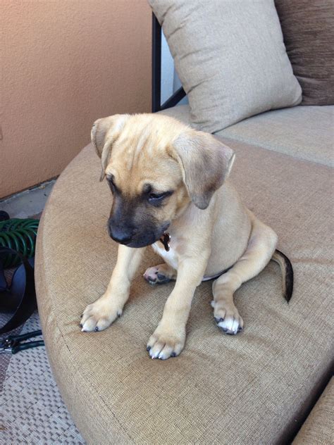 80 Best Black Mouth Cur Dog Names Artofit