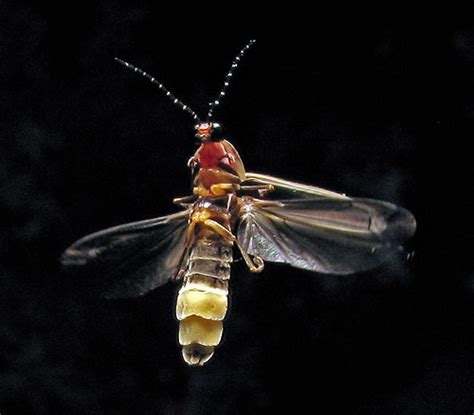 Firefly 0517 Photinus Pyralis Common Eastern USA Firefly Flickr