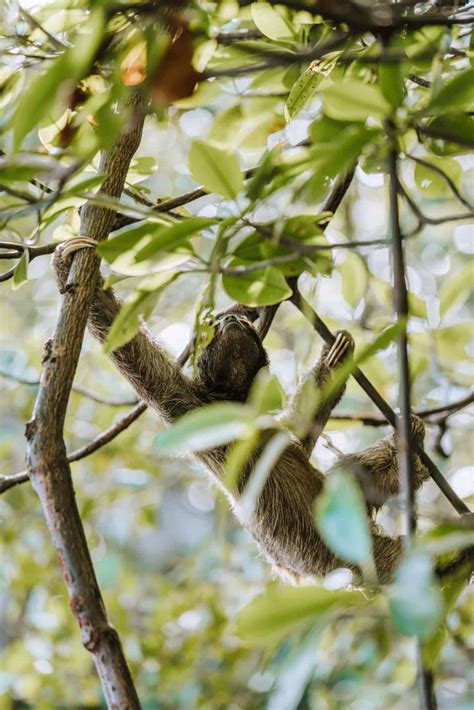 Best Things To Do In Puerto Viejo Costa Rica Sun Chasing Travelers