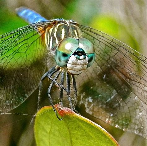 Up Close with a Beautiful Dragonfly Photograph by Joe Wyman - Fine Art ...