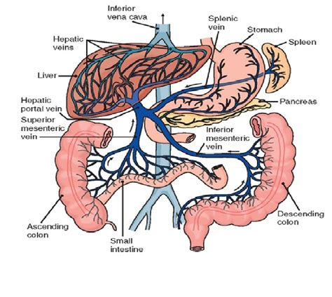 Hepatic Portal Circulation Diagram Quizlet