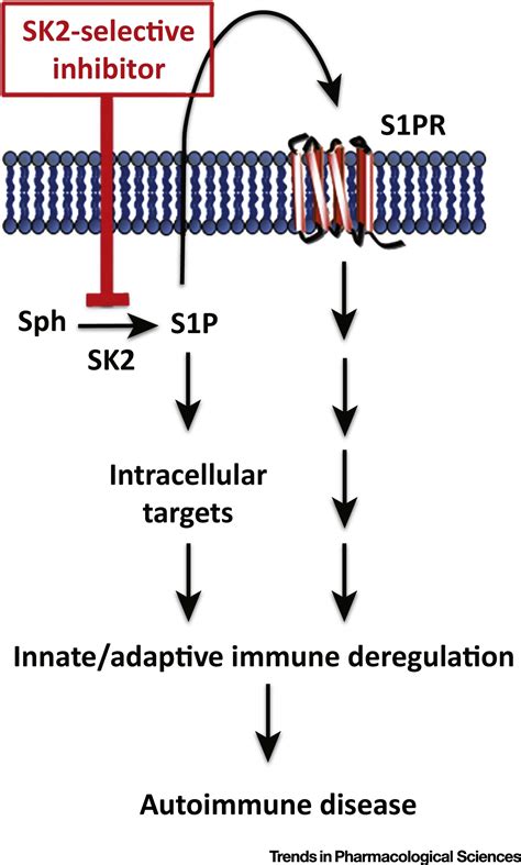 Sphingosine Kinase In Autoimmune Inflammatory Disease And The