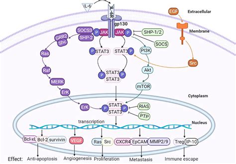 Il 6 Stat3 Pathway