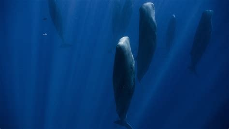 Photo Shows How Sperm Whales Sleep