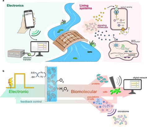 Researchers demonstrate control of living cells with electronics