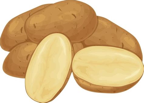 Potato Potato Tubers A Ripe Vegetable Vegetarian Product Sliced Potatoes Vector