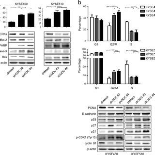 Silencing Of Odc Expression By Shrna Induces Apoptosis And G M Arrest