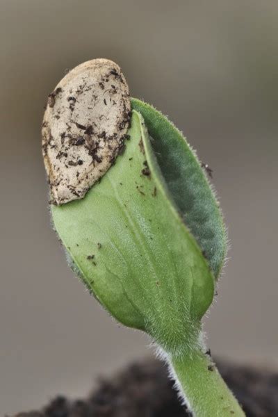 Réussir ses semis les courges et les courgettes Semailles