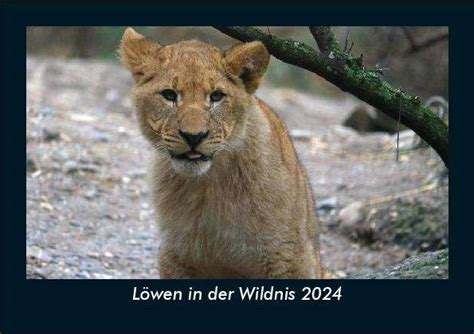 Tobias Becker L Wen In Der Wildnis Fotokalender Din A Kalender