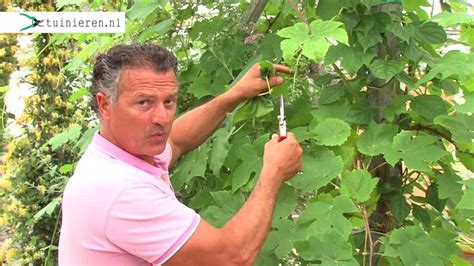 Druif Snoeien Zo Snoei Je Druiven Tuinierennl Fruitboom Tuin