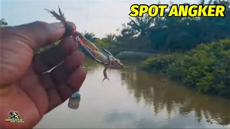 Ngeri Mancing Ikan Gabus Di Spot Angker Umpan Katak Hidup Youtube