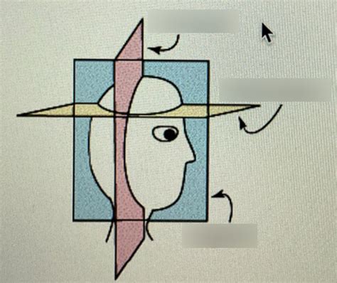 Anatomical Planes Diagram | Quizlet