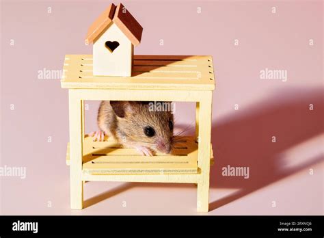tiny mouse peeking     table stock photo alamy