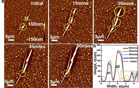 A Topographic AFM Images Show The Evolution Of The Shape And