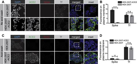 SARS-CoV-2 infects cells after viral entry via clathrin-mediated ... 