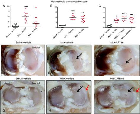 Macroscopic appearances of chondropathy in the MIA and MNX models of ...