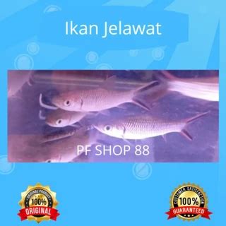 Jual Ikan Jelawat Terlengkap & Harga Terbaru September 2024 | Shopee ...