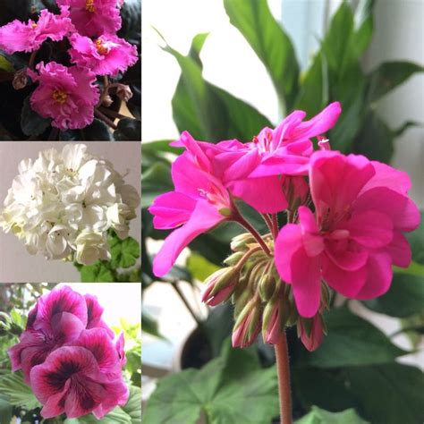 Самые простые и домашние)) | Flowers, Plants, Rose