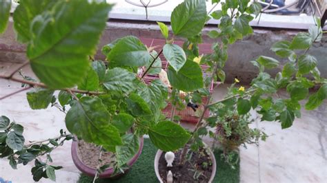 Hibiscus Plant Ki Pruning Kaise Kare How To Pruning Hibiscus