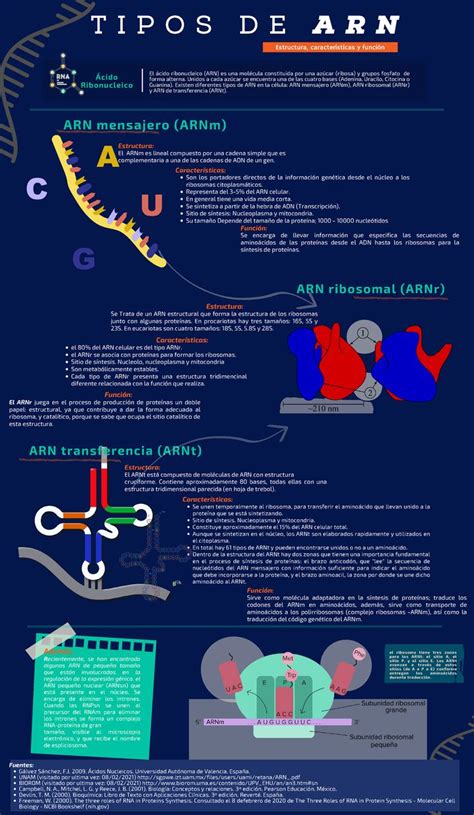 Inf Tipos ARN - TIPOS DE ARN ####### Estructura, características y ...