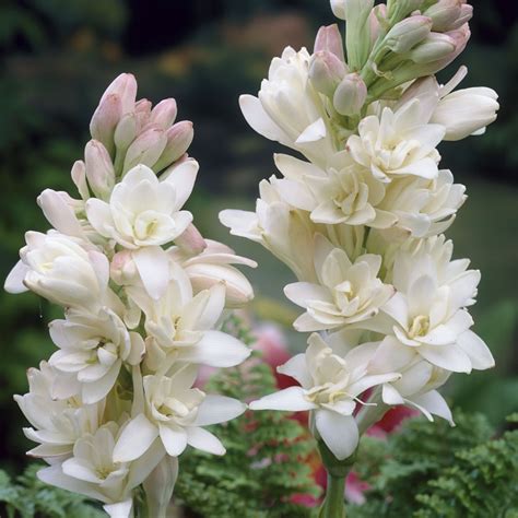 Bulbo Ang Lica Polyanthus Tuberosa Cartela Bulbos Plantei