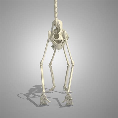 3d Skeleton Monkey Model