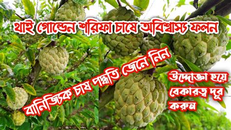 থাই শরিফা চাষ করে বছরে লক্ষ টাকা করা সম্ভব Youtube