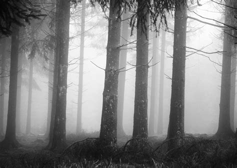 Free Images Landscape Nature Branch Winter Black And White Wood