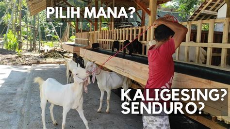 Pilih Kambing Etawa Senduro Atau Kaligesing Untuk Breeding Youtube