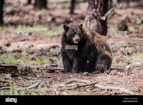 Black Bear North America Yosemite National Park California Wildlife