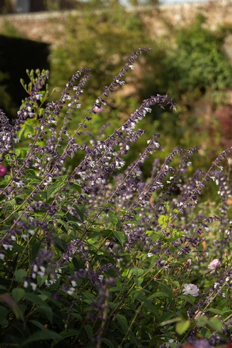 Sissinghurst 88 Scott Weber Flickr