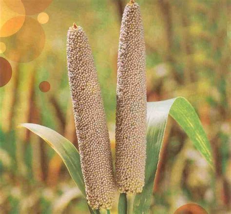 Pearl Millet At Best Price In Hyderabad By Ganga Kaveri Seeds Private