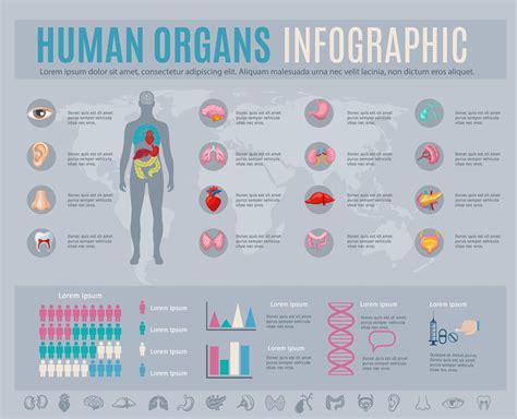 Human Anatomy Infographic