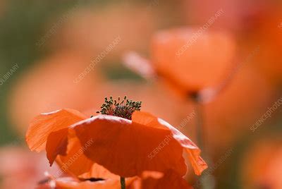 Common Poppies Papaver Rhoeas Stock Image B830 3239 Science