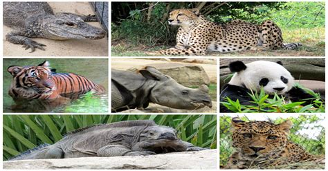 50 Animal Species Out Of 96000 Are “critically Endangered” In India