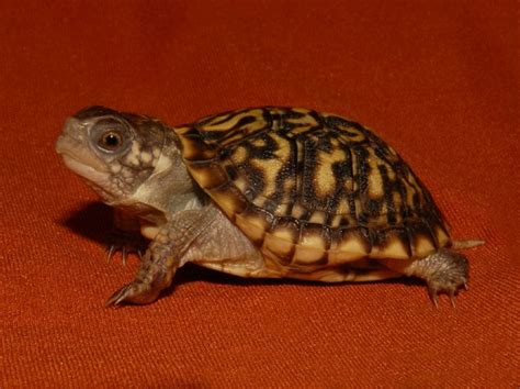 Desert Box Turtles for sale | The Turtle Source