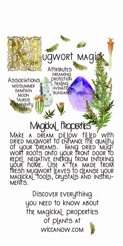 Explore The Magickal Properties Of Mugwort Magic Herbs Herbal Magic Plant Magic