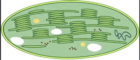 Chloroplast Structure Diagram | Quizlet