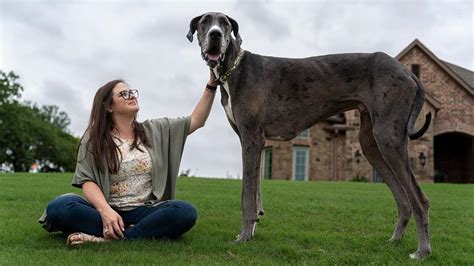 Ancora Zeus Il Cane Pi Alto Del Mondo La Stampa