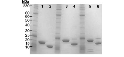 Reducing And Non Reducing Sdspage Analysis Of Recombinant Hgh Reduced