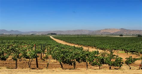 Descubre La Magia De La Ruta Del Vino En Ensenada Armando Planes