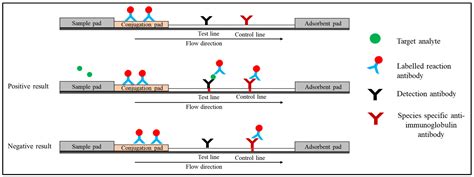 Diagnostics Free Full Text Quantum Dot Based Lateral Flow Immunoassay As Point Of Care